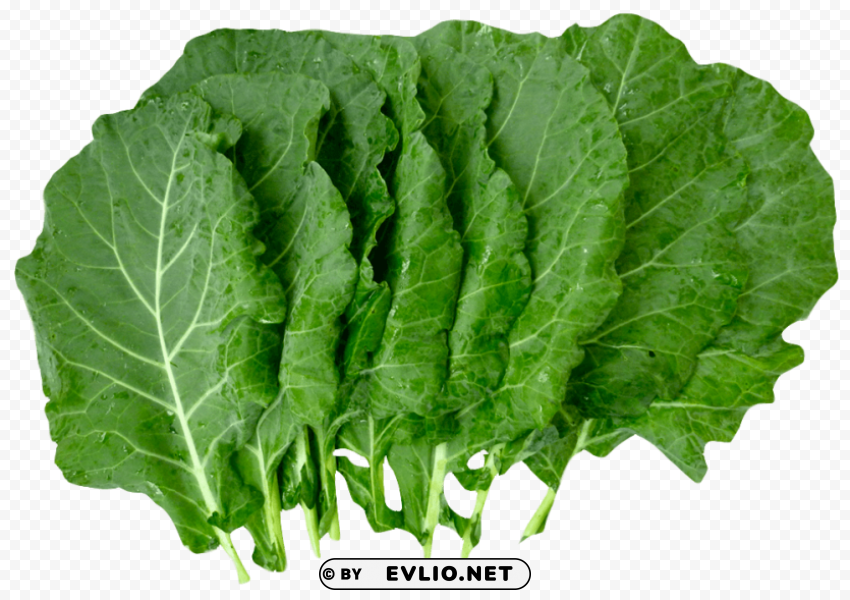 Organic Collard Greens HighQuality Transparent PNG Element