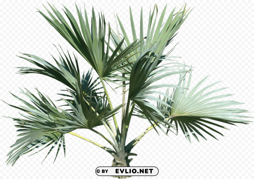 PNG image of palm tree Isolated Item in Transparent PNG Format with a clear background - Image ID 884ecd53