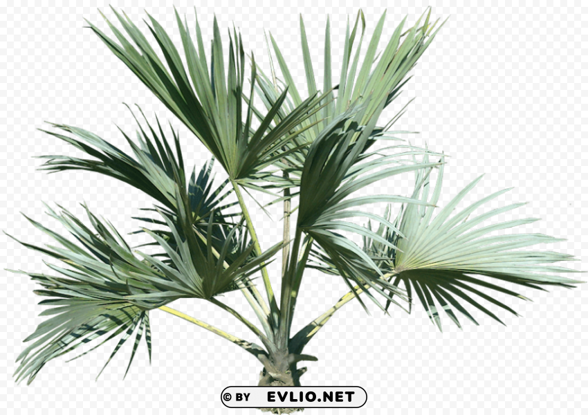palm tree plant PNG pictures with alpha transparency PNG transparent with Clear Background ID 4b10edb9