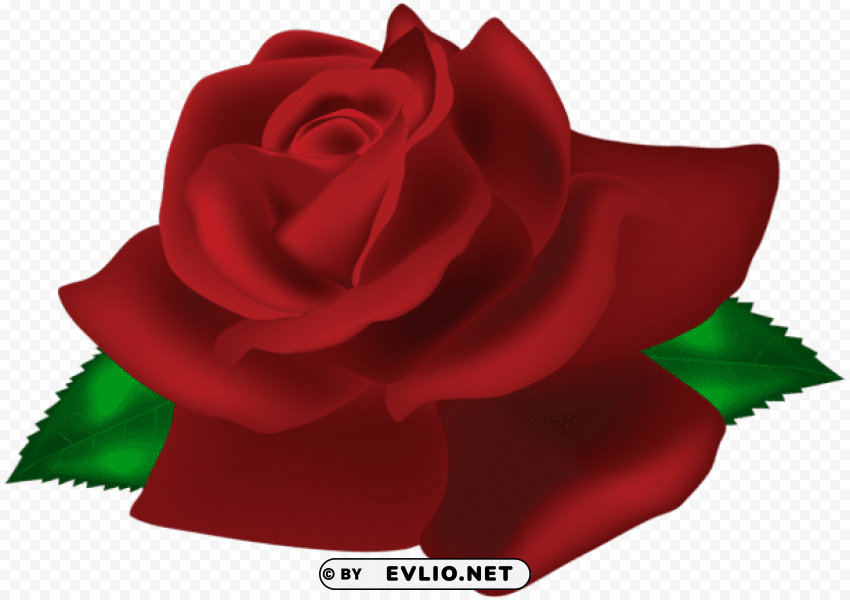 rose dark red High-definition transparent PNG