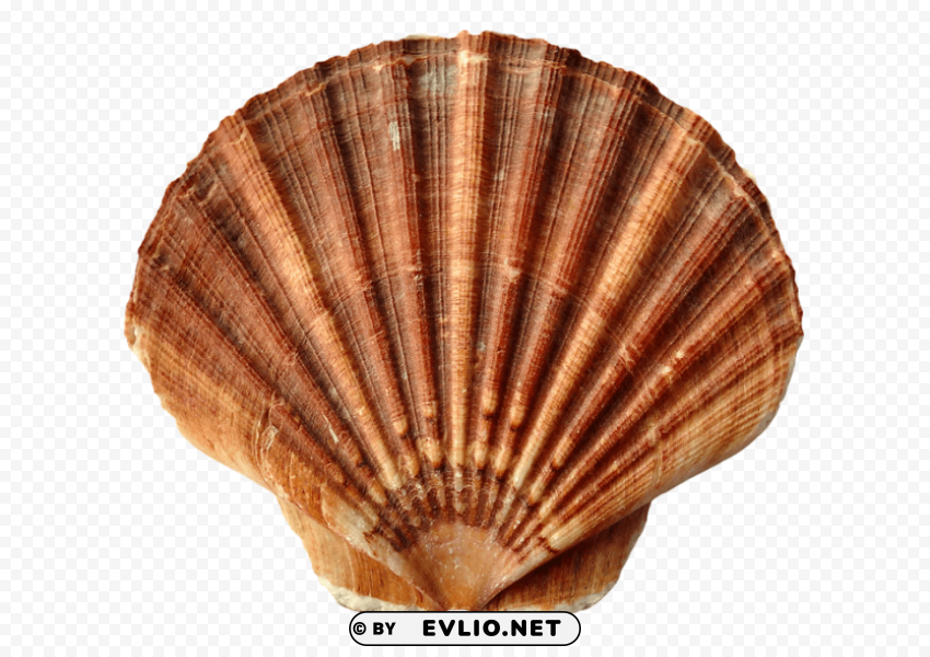 PNG image of shell pic Clear background PNG images diverse assortment with a clear background - Image ID 5d08135e