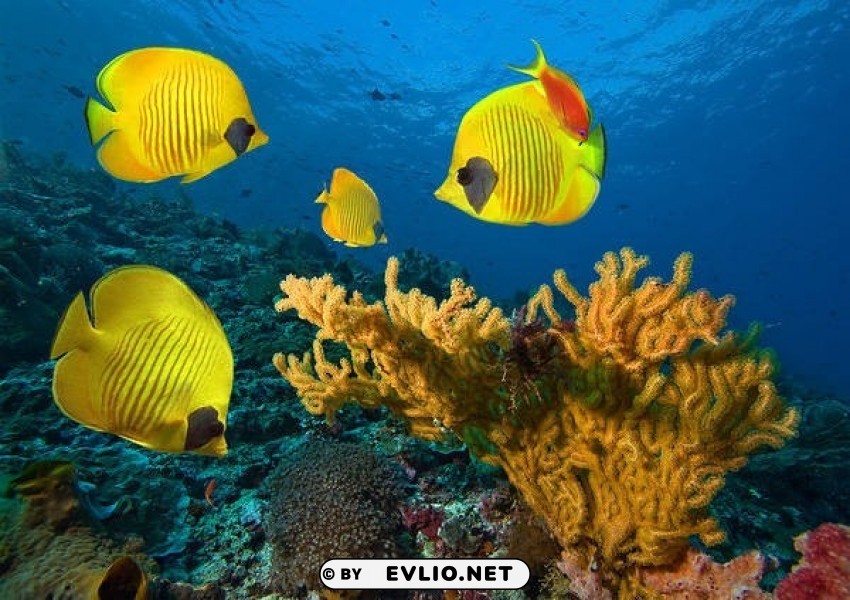 underwaterwith yellow fishes Isolated Graphic on Clear Transparent PNG