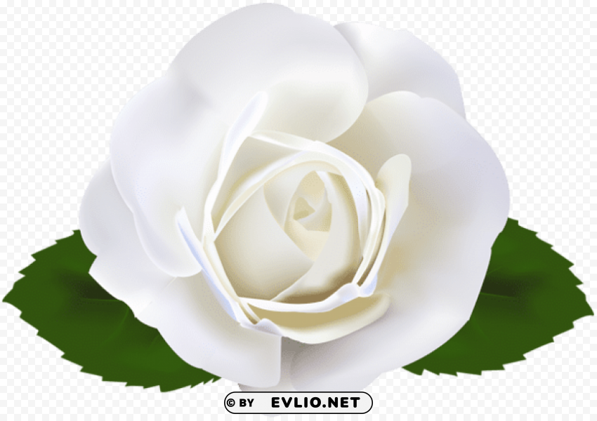 PNG image of white rose PNG images with transparent layering with a clear background - Image ID d0b6f53f