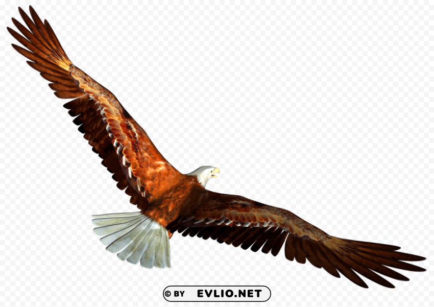 animated bald eagle from behind PNG design