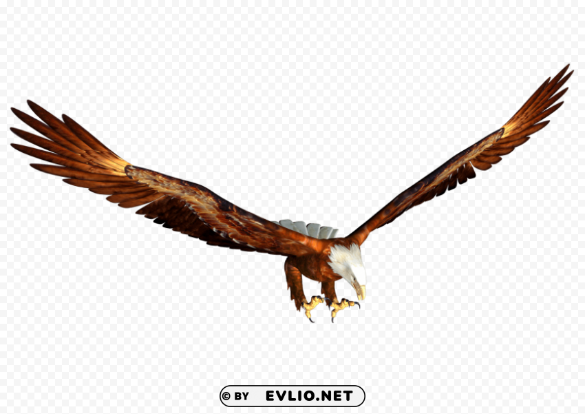 animated bald eagle hunting PNG file with no watermark
