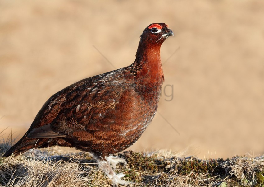 Bird Color Grouse Large Wallpaper PNG Images With No Royalties