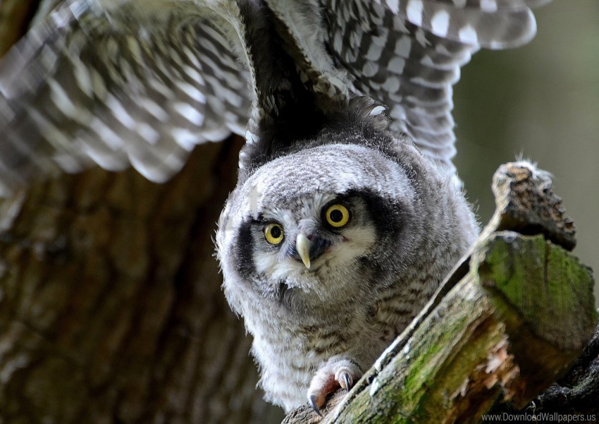 bird hawk owl look owl predator wallpaper PNG graphics with clear alpha channel selection