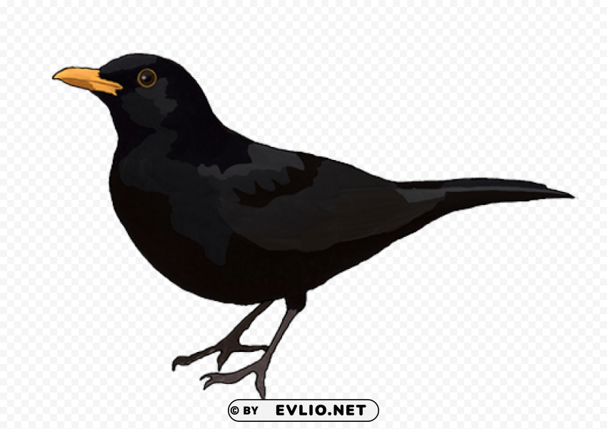 Birds PNG For Educational Projects