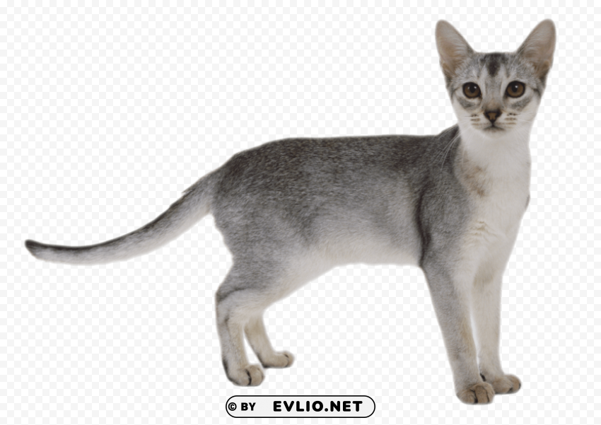 Cat PNG Transparent Graphic