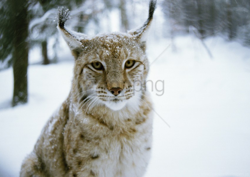cat forest lynx predator winter wallpaper HighQuality Transparent PNG Isolated Artwork