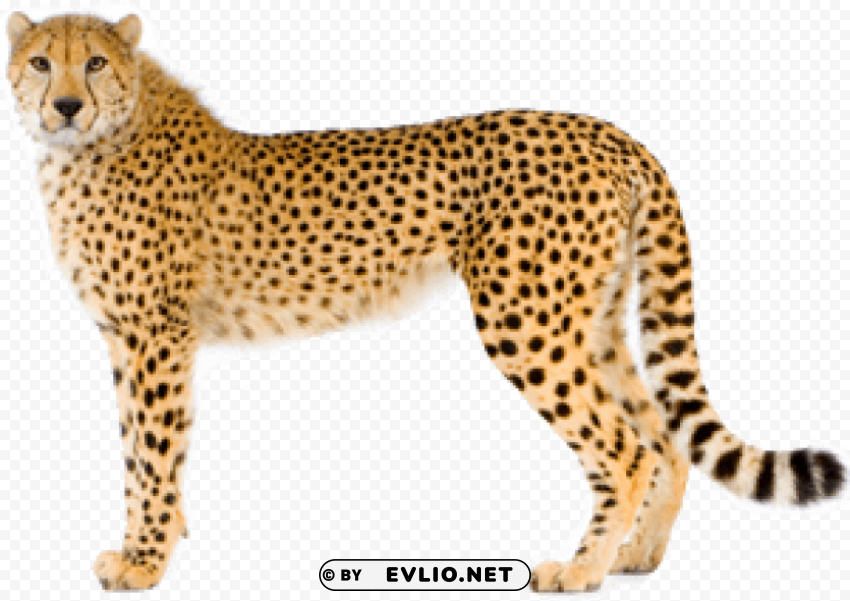 cheetah PNG files with transparent canvas extensive assortment