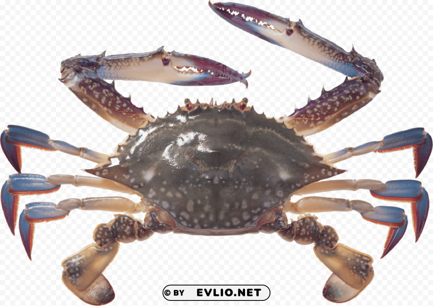 crab Isolated Design Element in Clear Transparent PNG