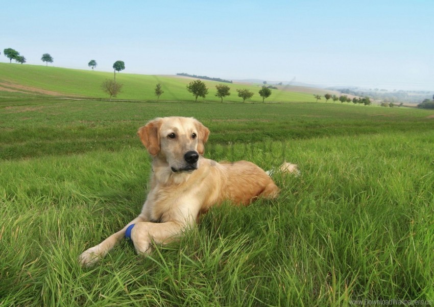 dog grass labrador lie trees wallpaper Clear pics PNG