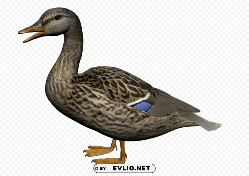 duck PNG Image Isolated with High Clarity