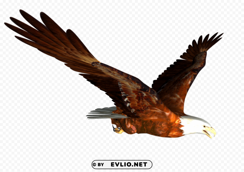 eagle PNG images with alpha transparency layer