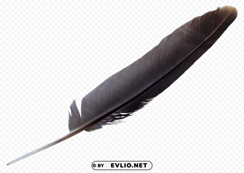 Feather PNG transparent pictures for editing