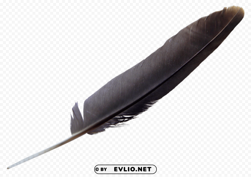 feather Transparent PNG images with high resolution