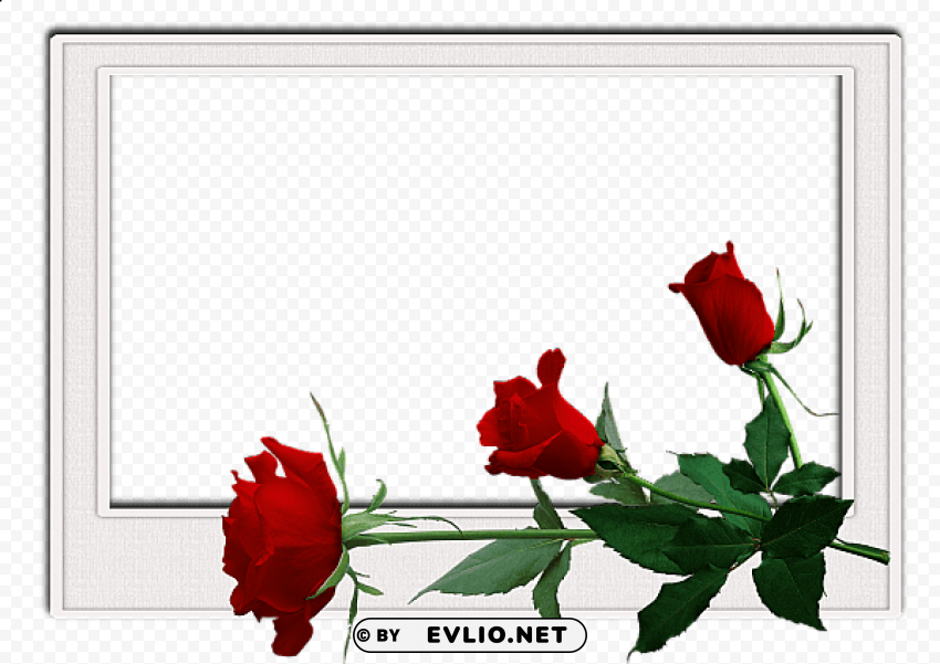 flowers frame 11 PNG files with transparent canvas extensive assortment