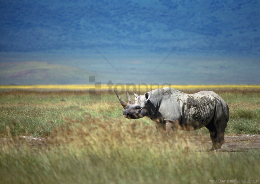 grass horn rhino walk wallpaper Transparent art PNG