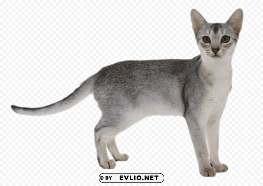 gray cat Clean Background Isolated PNG Object