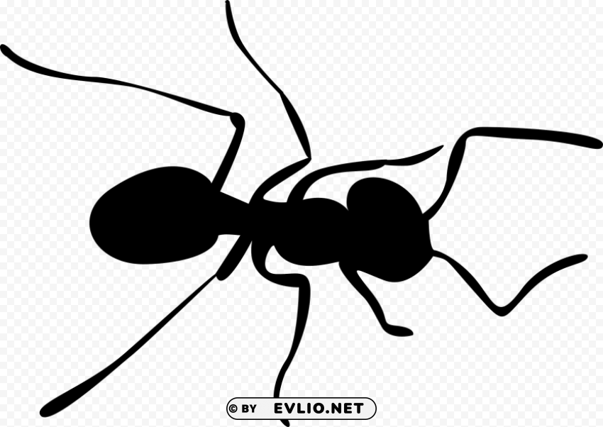 ants Isolated Object with Transparent Background PNG