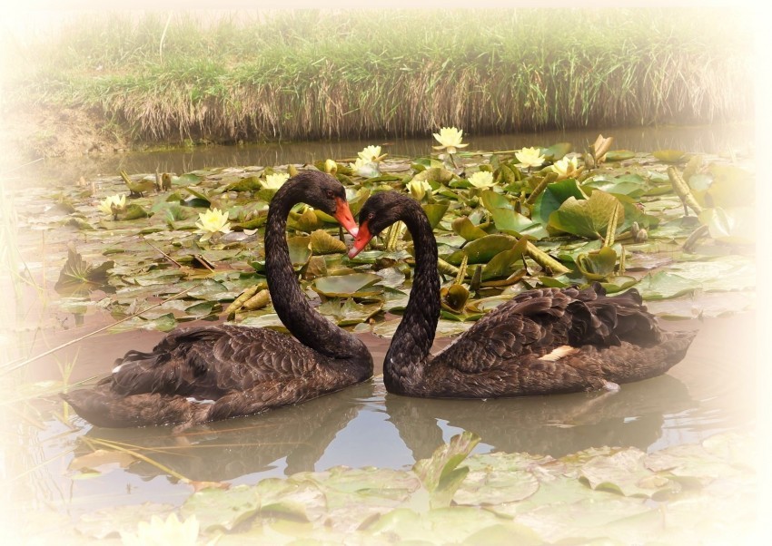 birds faithfulness lake pair swans water lilies wallpaper HighQuality Transparent PNG Element