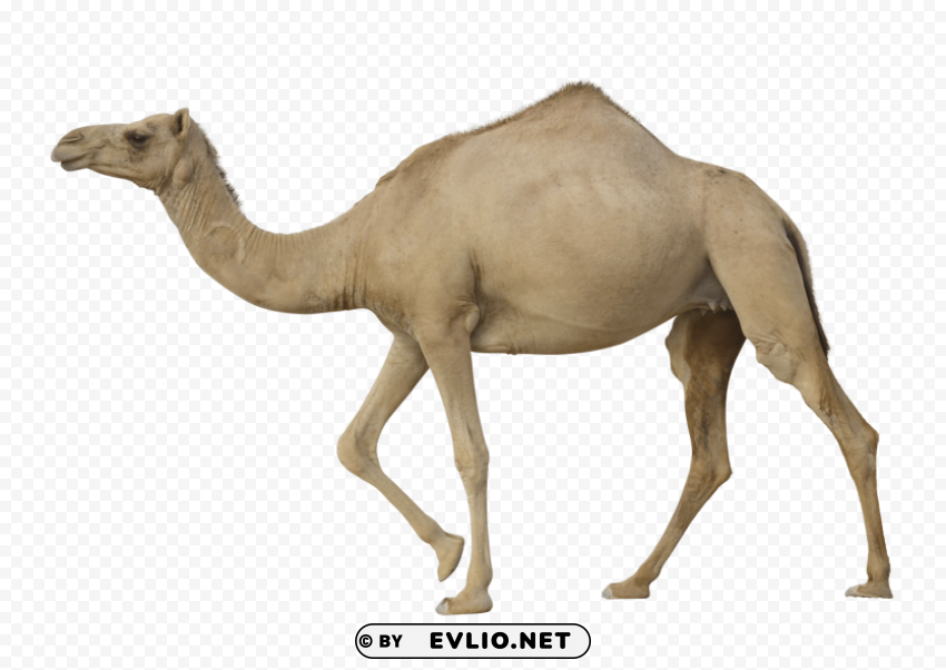 camel Isolated Item with Clear Background PNG