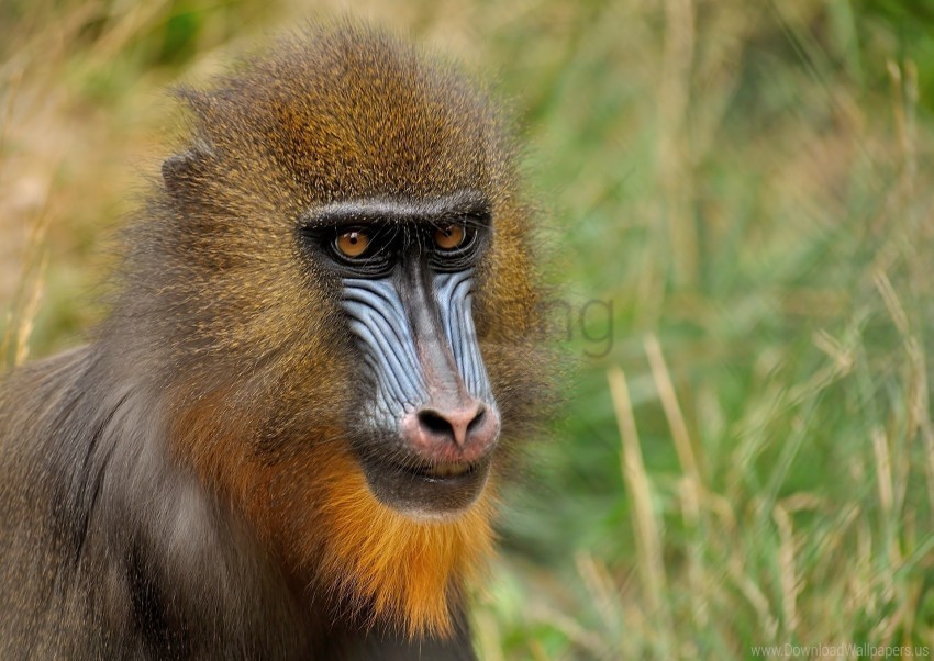 coloring face mandrill monkey wallpaper PNG Image with Clear Background Isolation