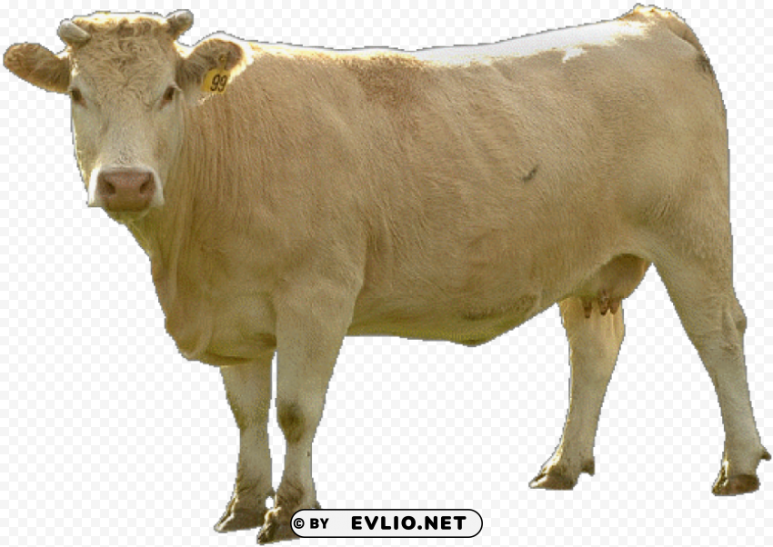 Cow HighResolution PNG Isolated Illustration