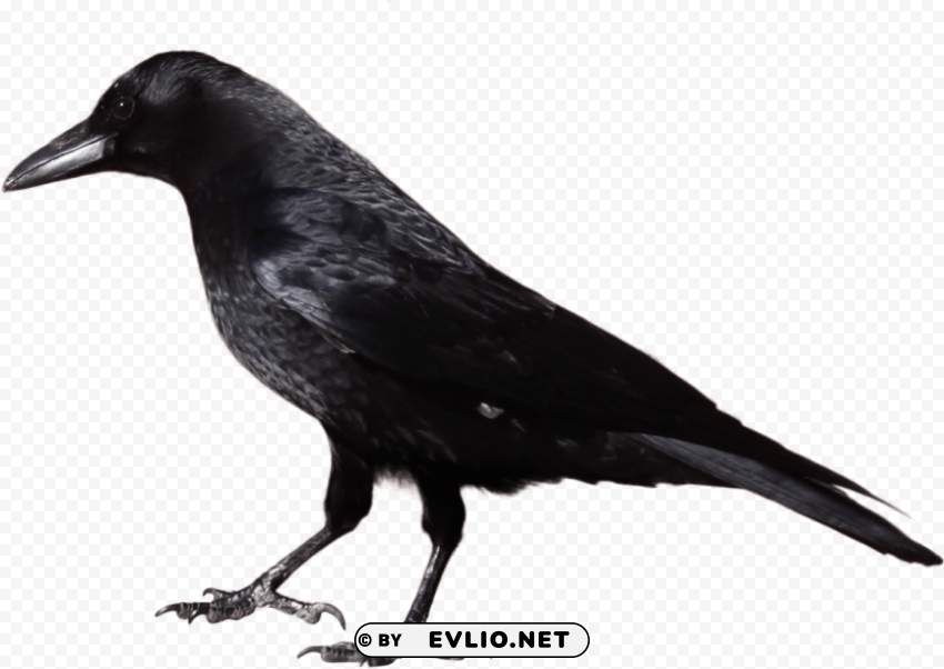 Crow Isolated Illustration on Transparent PNG