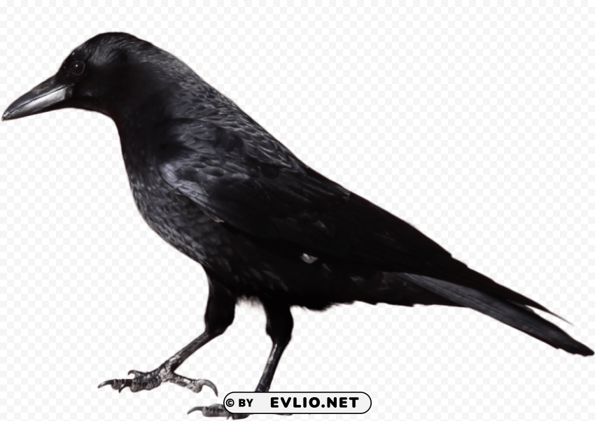crow from side PNG Graphic Isolated on Transparent Background