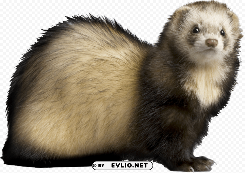 Ferret Transparent Cutout PNG Isolated Element