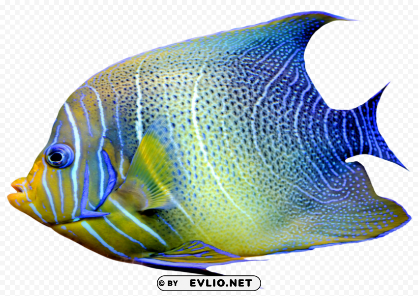 Fish S Isolated Subject In Transparent PNG