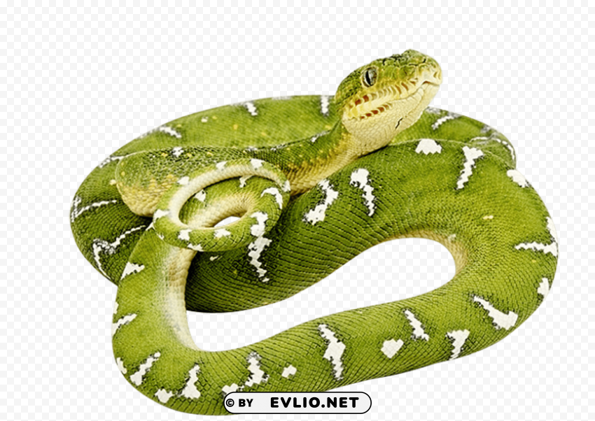 green snake twirling ClearCut Background PNG Isolation