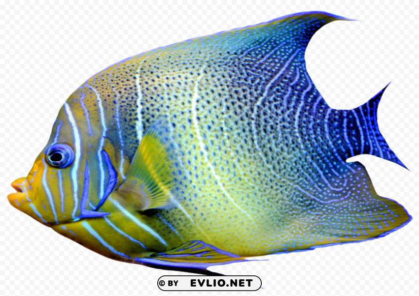 realistic fish blue and yellow Clear Background Isolated PNG Object