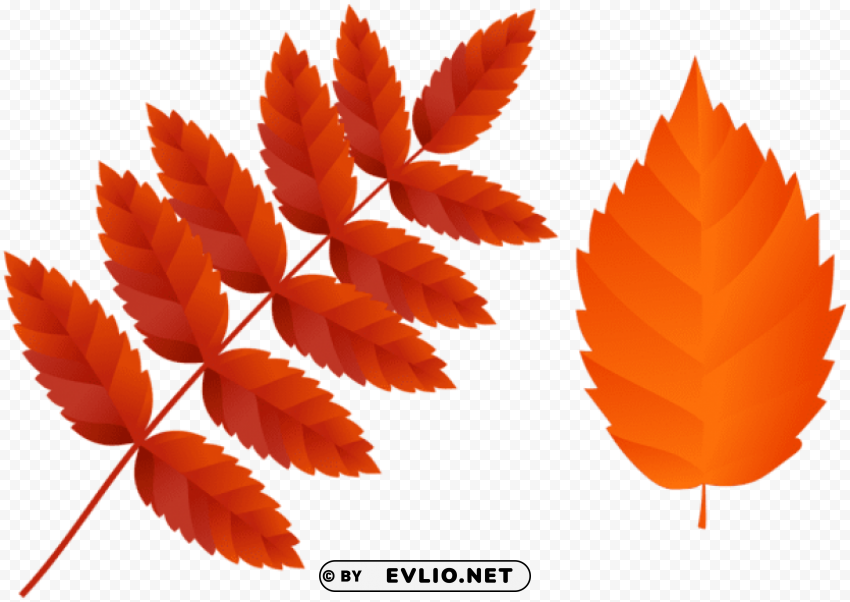 two dark orange fall leaves PNG Image Isolated with HighQuality Clarity