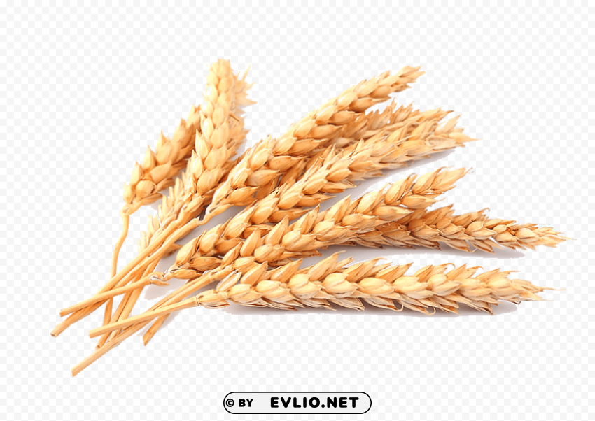 wheat Clear Background Isolated PNG Icon