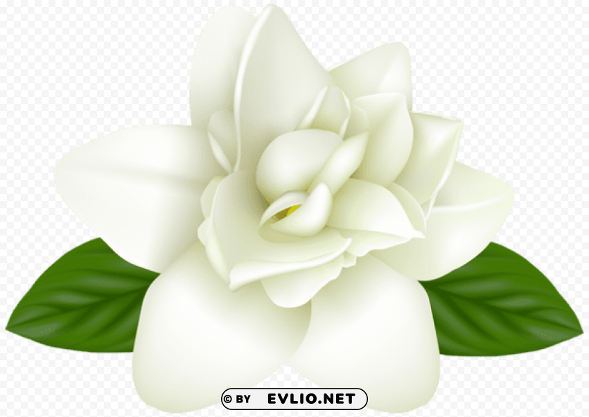 White Flower Clean Background PNG Isolated Art