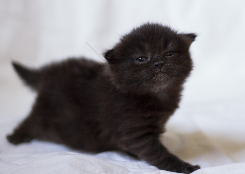 baby black kitten photo shoot wallpaper Clear PNG