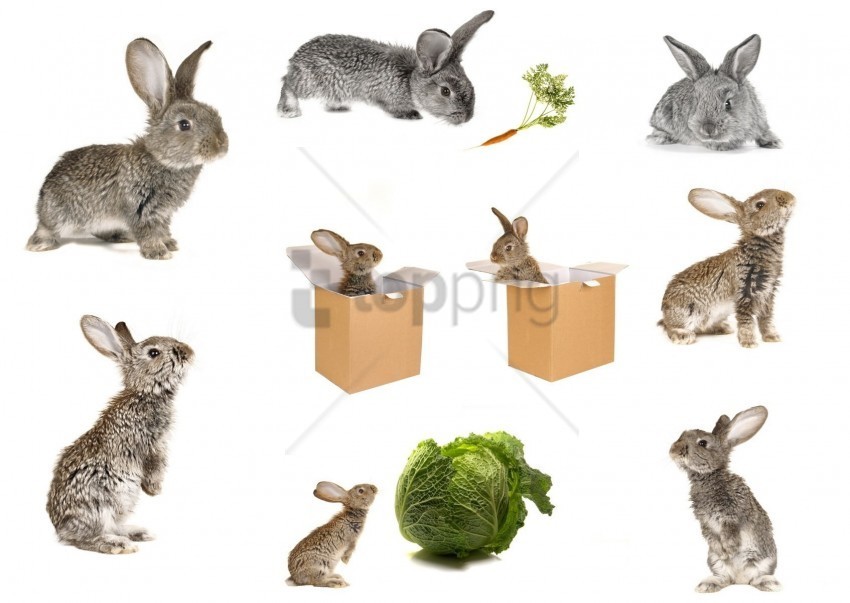 box cabbage carrots rabbits wallpaper Transparent Background PNG Isolated Character