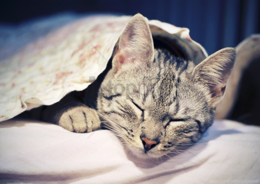 cat comfort face lie down sleep wallpaper Clean Background PNG Isolated Art