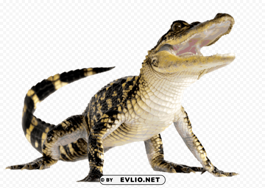 crocodile Isolated Graphic on HighQuality PNG