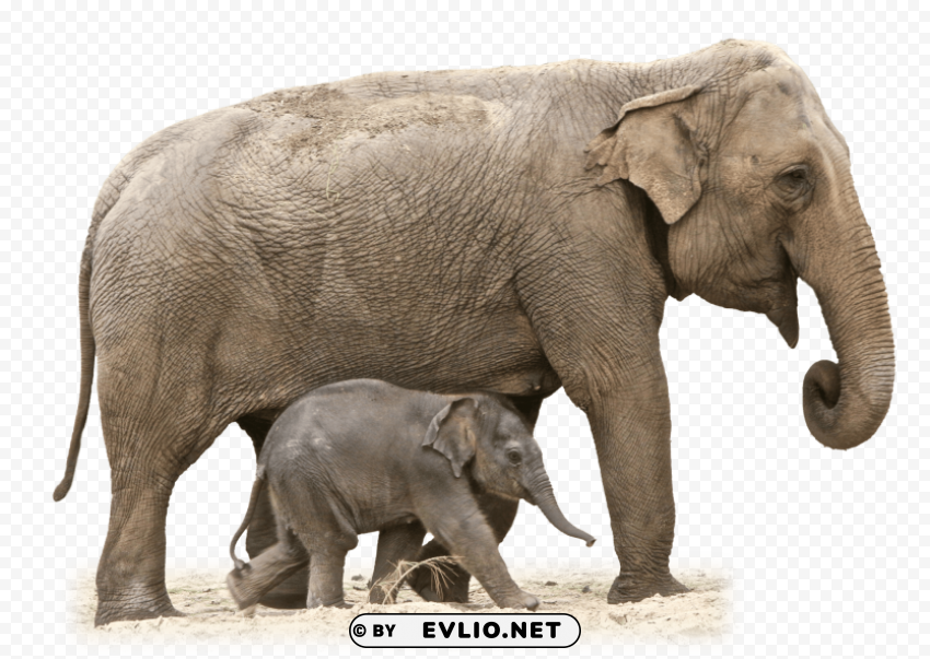 elephant Clear Background PNG Isolated Item
