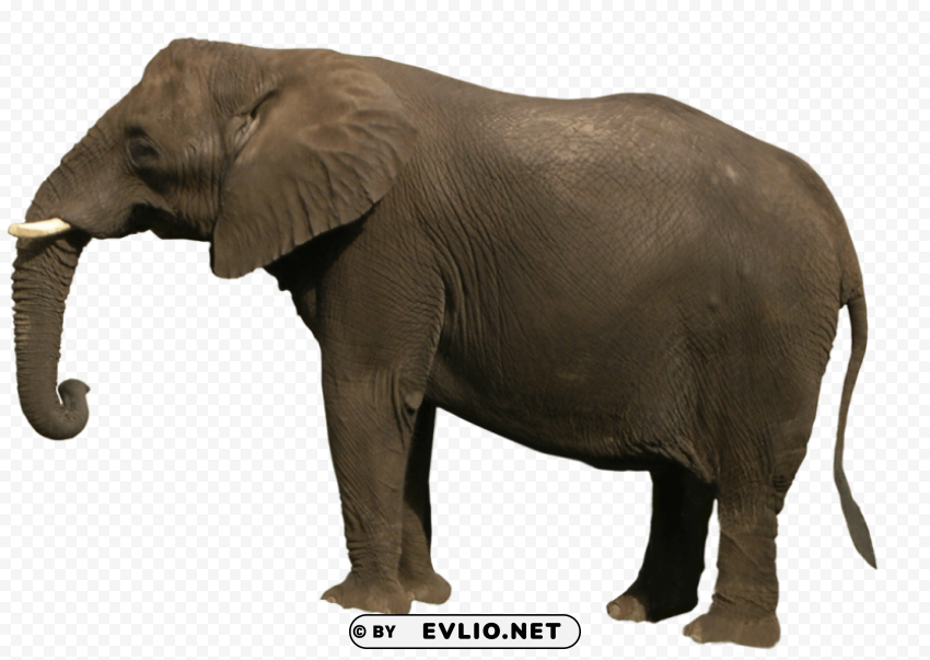 gray elephant standing Isolated Icon in HighQuality Transparent PNG
