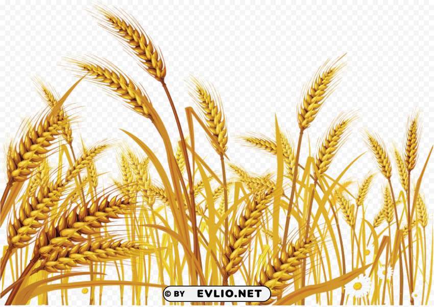 Wheat PNG images with alpha background
