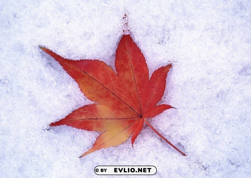 autumn leaf in the snow wallpaper PNG pictures with alpha transparency