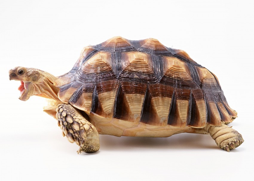 background beautiful shell turtle wallpaper Free PNG images with alpha transparency