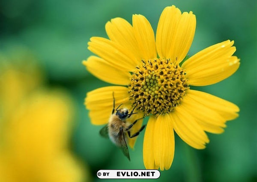 bee on yellow flower wallpaper PNG Graphic Isolated with Clear Background