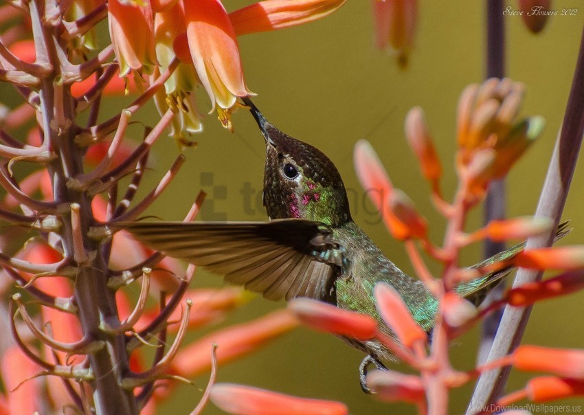 bird flight flower hummingbirds twig wallpaper Transparent picture PNG