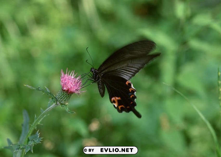 Black Butterfly Wallpaper PNG Design Elements